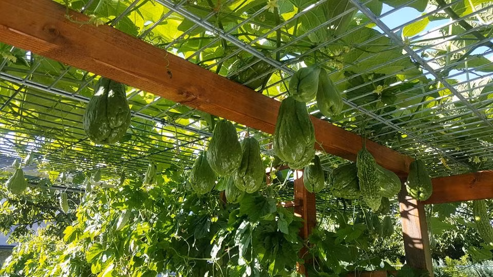 Trong khu vườn rộng 30m2, anh Bé trồng đủ các loại rau Việt như bầu, su su su, mướp đắng...Ảnh: DSPL.