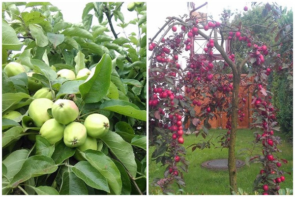 Ngoài rau còn nhiều cây ăn trái như ổi, táo, mận...Ảnh: Dân Việt.