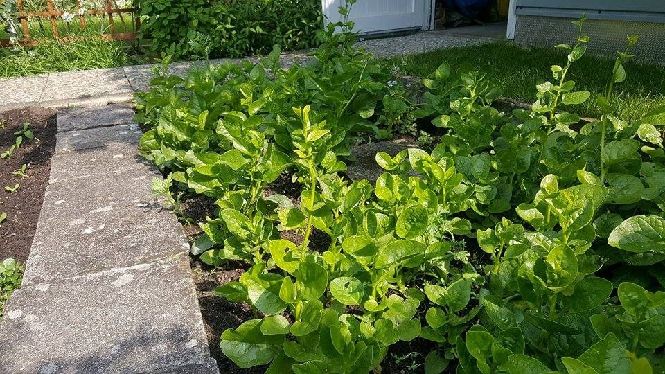 Lúc đầu việc trồng rau cũng gặp nhiều khó khăn vì thời tiết châu Âu không phù hợp. Để khắc phục, anh hỏi thăm bạn bè và xin giống rau các loại. Ảnh: DSPL.