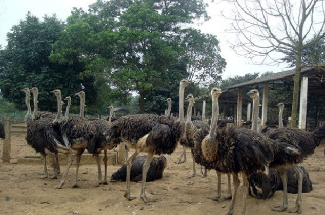 Đà điểu vốn là giống chim hoang dã, sức đề kháng tốt, ít bị bệnh, phát triển nhanh và mang lại giá trị kinh tế cao. Ảnh: Dân Việt.