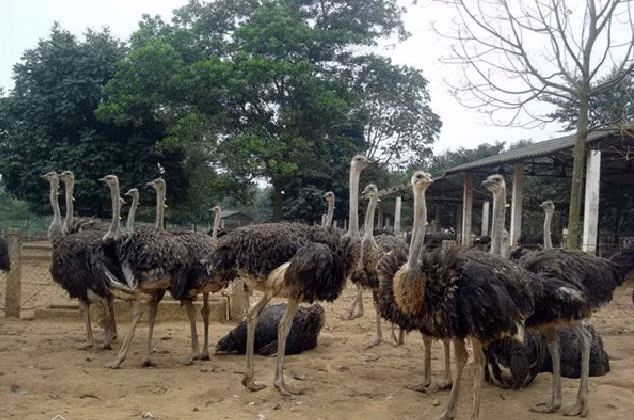 Đà điểu vốn là giống chim hoang dã, sức đề kháng tốt, ít bị bệnh, phát triển nhanh và mang lại giá trị kinh tế cao. Ảnh: Dân Việt.