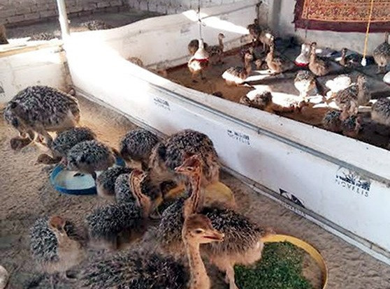 Ngoài ra, trang trại của chị Hằng còn cung cấp con giống đà điểu cho các trại khác. Ảnh: Baonghean.