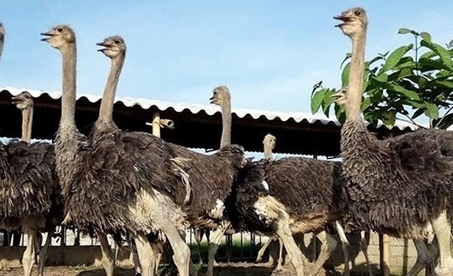 Chị Võ Thị Hằng ở xã Diễn Phú, huyện Diễn Châu là người sở hữu trang trại nuôi đà điểu đầu tiên ở tỉnh Nghệ An. Ảnh: Baonghean.