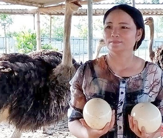 Đầu tư hơn 3 tỷ đồng, chị Hằng cho xây dựng trang trại và mua 150 con giống nuôi thương phẩm, 100 con đà điểu to nuôi sinh sản. Ảnh: Baonghean.