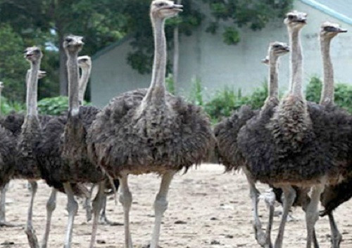 Với giá bán bình quân 100.000 - 120.000 đồng/kg, Vính dự kiến thu được cả trăm triệu đồng/lứa. Ảnh: Dân Việt.