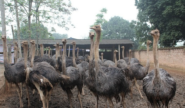 Thị trường tiêu thụ chủ yếu là nhà hàng, khách sạn ở miền Bắc với giá bán dao động từ 260.000 - 270.000 đồng/kg. Ảnh: Dân Việt.