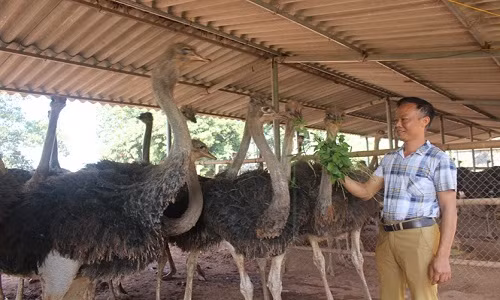 Theo anh Trung, mỗi năm trang trại đà điểu của gia đình cung ứng ra thị trường khoảng 90 tấn thịt hơi, khoảng 27 - 30 tấn thịt phi lê. Ảnh: Nongnghiep.