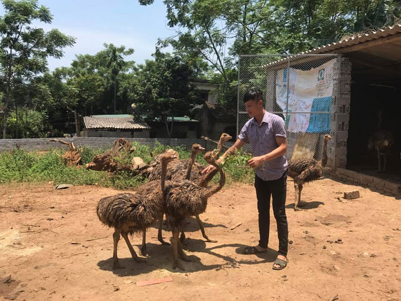 Sinh năm 1994 nhưng Bùi Văn Vính xã Yên Nghiệp (Lạc Sơn, Hòa Bình) đã là chủ một trang trại đà điểu khổng lồ. Ảnh: Baohoabinh.