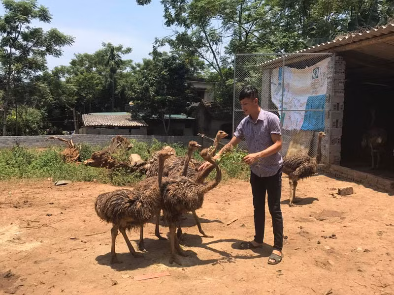 Sinh năm 1994 nhưng Bùi Văn Vính xã Yên Nghiệp (Lạc Sơn, Hòa Bình) đã là chủ một trang trại đà điểu khổng lồ. Ảnh: Baohoabinh.