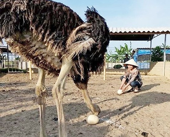 Sau 16 tháng nuôi, đà điểu đã bắt đầu đẻ trứng. Mỗi quả trứng có trọng lượng tới hơn 1kg, có giá bán 150.000 đồng/quả. Ảnh: Baonghean.