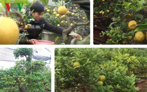 Chỉ còn hơn 1 tháng nữa là đến Tết Nguyên đán Kỷ Hợi 2019, ngay từ bây giờ, thị trường cây cảnh đã bắt đầu sôi động với nhiều loại độc đáo và mới lạ. Đáng chú ý là giống chanh vàng tứ quý bonsai. Ảnh: VOV.