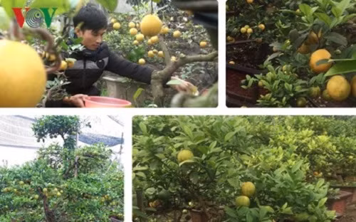 Phat sot chanh vang tu quy bonsai tien trieu choi Tet