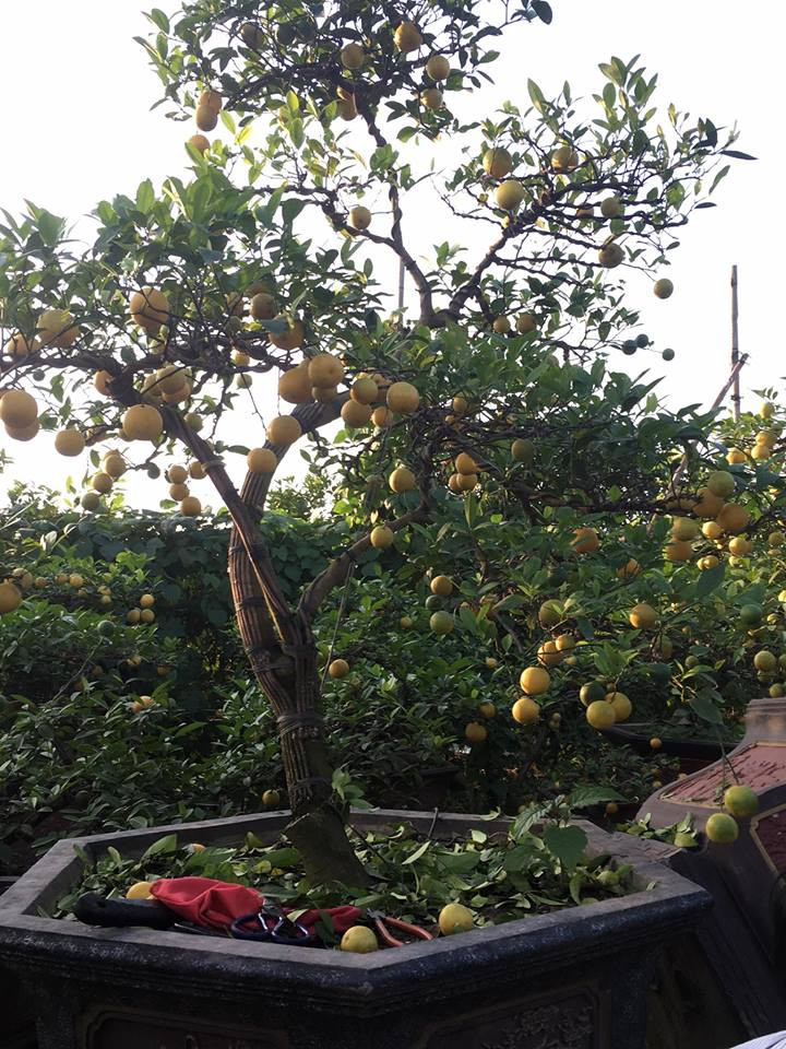 Chanh vàng tứ quý có nhiều dáng khác nhau như thác đổ, dáng trực… với đường nét mềm mại, uyển chuyển. Ảnh: FB Chang vang bonsai.