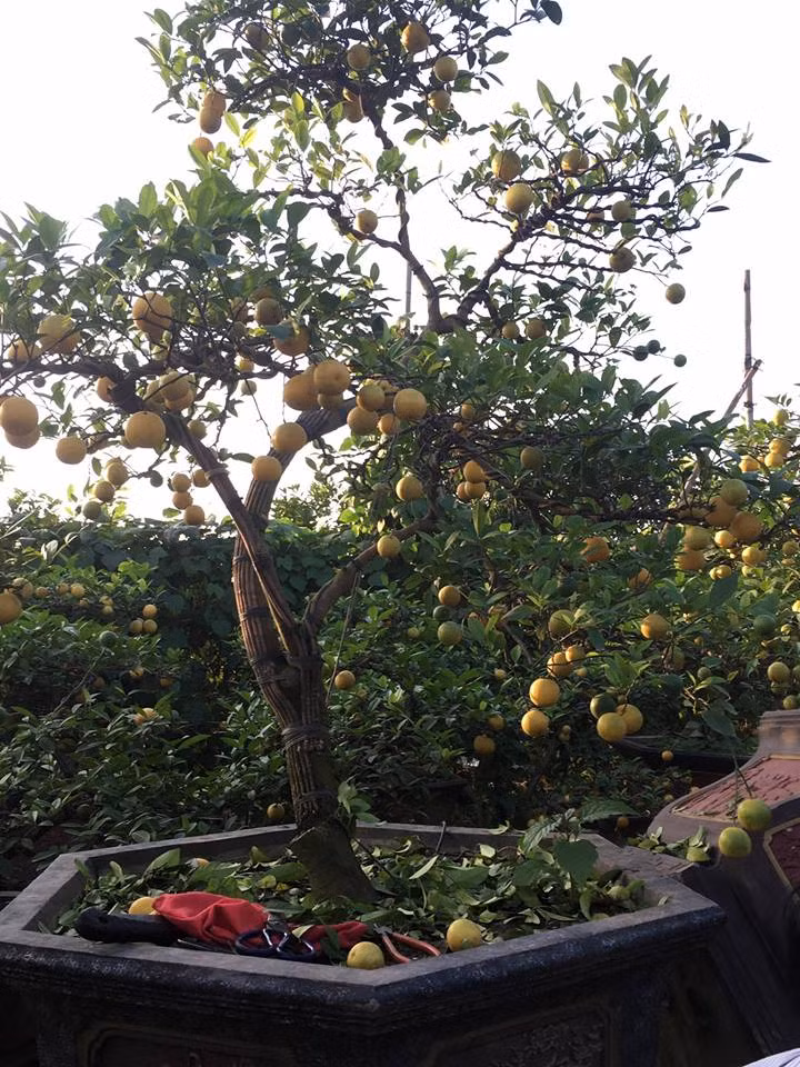 Chanh vàng tứ quý có nhiều dáng khác nhau như thác đổ, dáng trực… với đường nét mềm mại, uyển chuyển. Ảnh: FB Chang vang bonsai.