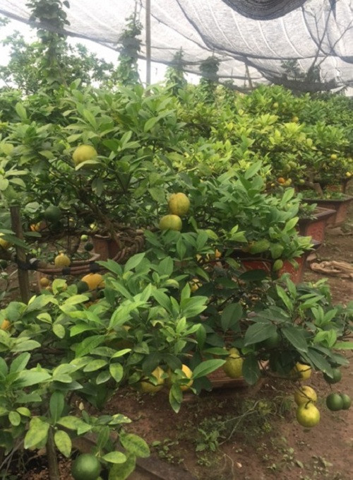 Giá chanh vàng bonsai khá cao, từ 2 triệu tới 50 triệu đồng mỗi gốc. Ảnh: VOV.