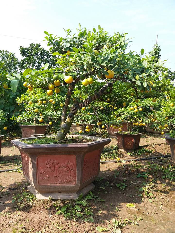 Đây là giống chanh xuất xứ từ Úc và Mỹ nhưng rất phù hợp với thổ nhưỡng ở Việt Nam. Ảnh: FB Chang vang bonsai.