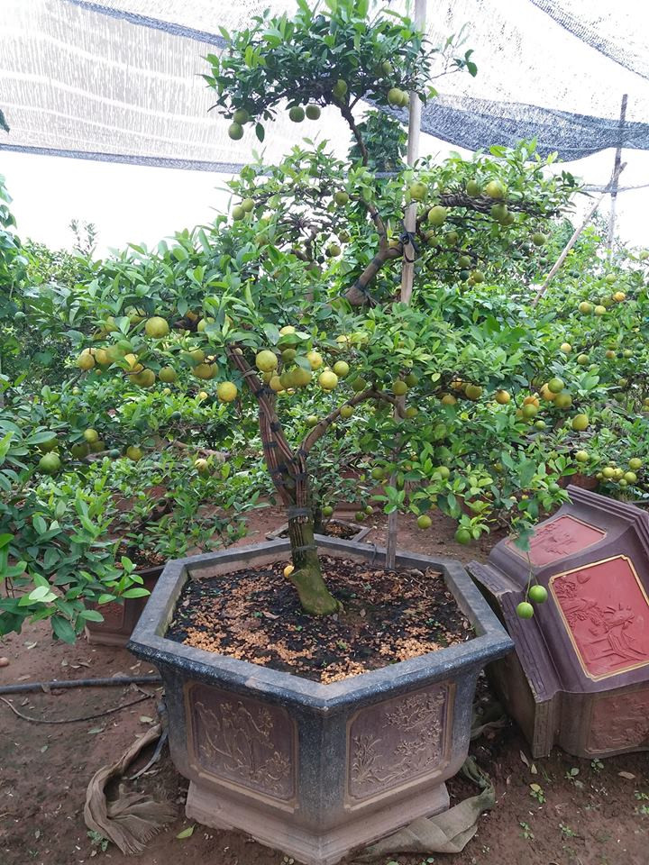 Cây chanh vàng bonsai thường cao từ 30 cm đến gần 2m. Ảnh: Chanh vàng bonsai.