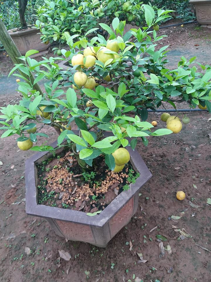 Một ưu điểm nữa khiến chanh vàng được ưa chuộng trong dịp Tết là quả lâu rụng, có thể chơi trong thời gian khá dài. Ảnh: Chanh vàng bonsai.