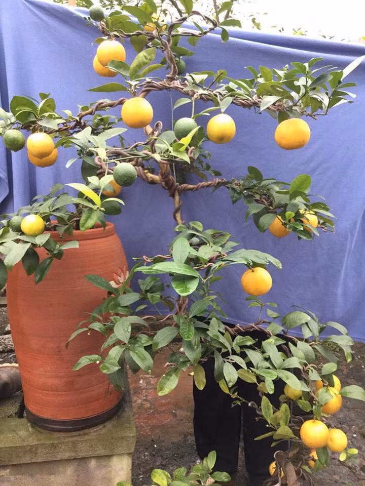 Cây chanh có tuổi đời lớn thường được lên chậu bonsai, cây nhỏ hơn được trồng vào các bình gốm. Ảnh: Chanh Tứ Quý.