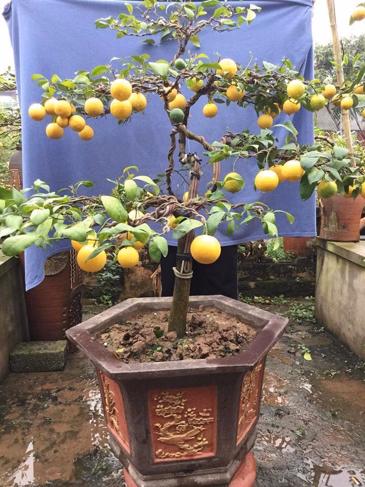 Thực tế, chanh vàng bonsai đã xuất hiện trên thị trường Tết năm ngoái. Tuy nhiên, sức hút của loại bonsai này vẫn chưa có dấu hiệu giảm. Ảnh: Chanh Tứ Quý.