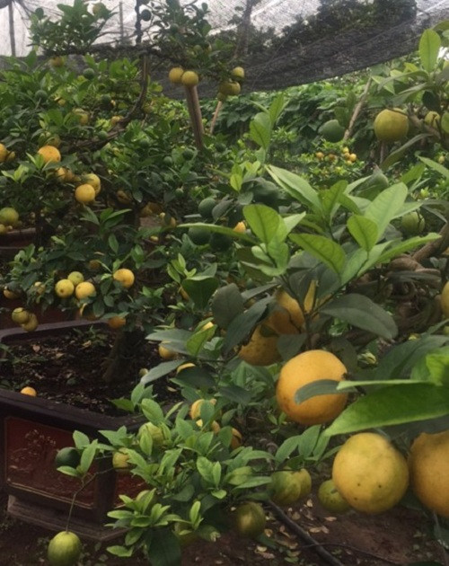 Sau nhiều năm chăm sóc, anh Nguyễn Hữu Hà (xã Tân Dân, huyện Khoái Châu, tỉnh Hưng Yên) đang sở hữu khu vườn với hơn 500 gốc chanh vàng tứ quý bonsai. Ảnh: VOV.