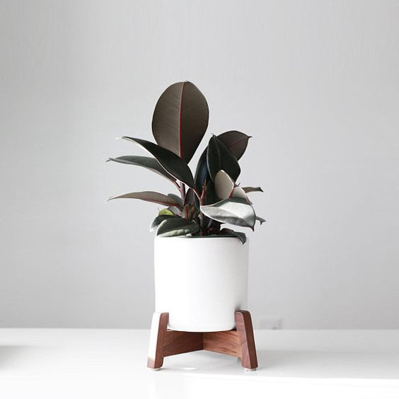 Các chậu đa mini có giá bán khoảng vài trăm nghìn đồng. Ảnh: Internet.