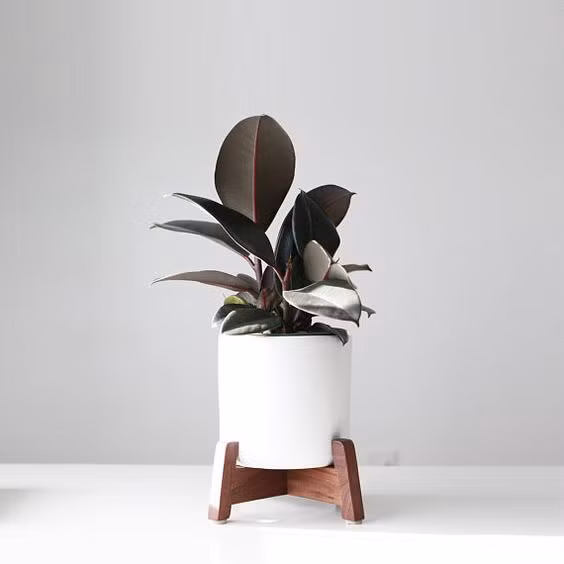 Các chậu đa mini có giá bán khoảng vài trăm nghìn đồng. Ảnh: Internet.