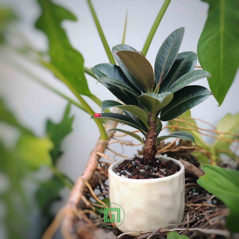 Đa búp đỏ mini có thể trang trí trên bàn làm việc, bàn ăn, phòng khách, ban công hay ngoài hiên hành lang. Ảnh: Internet.