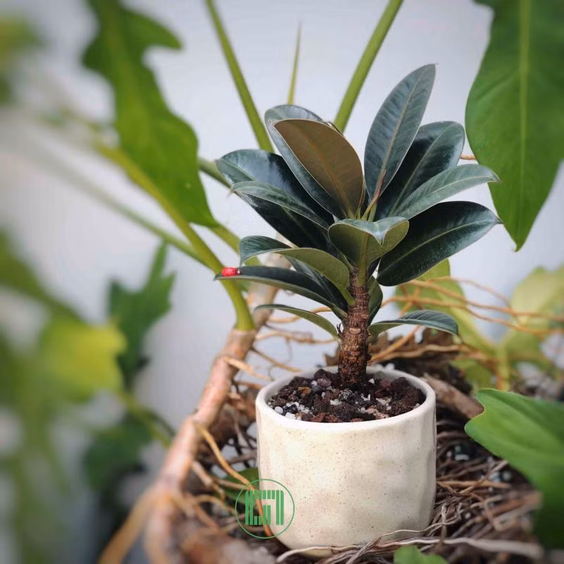 Đa búp đỏ mini có thể trang trí trên bàn làm việc, bàn ăn, phòng khách, ban công hay ngoài hiên hành lang. Ảnh: Internet.