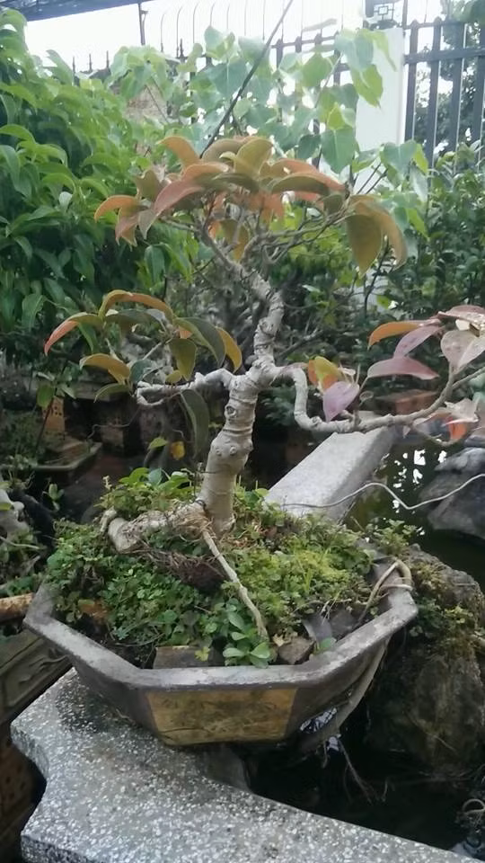 Đa búp đỏ mini thế tam đa 15 năm tuổi. Ảnh: FB Văn Liên Bùi.