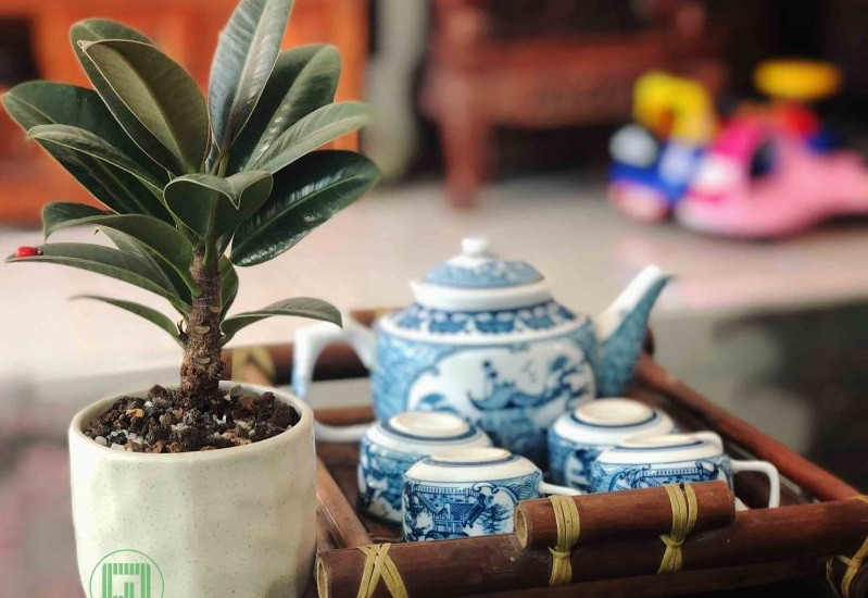 Cây có thể chịu được khô hạn nhưng ưa ẩm và phát triển tốt trong các điều kiện nhiệt đới mưa nhiều. Ảnh: Góc Garden.