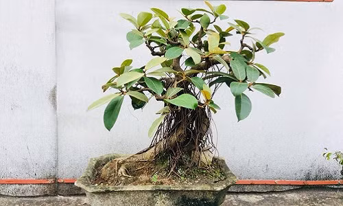 Nhiều cây đa Ấn Độ còn được các nghệ nhân cắt tỉa và tạo dáng thành bonsai lạ mắt. Ảnh: FB Hoàng Thể.