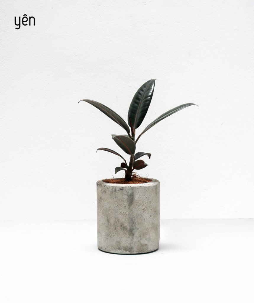 Cây đa búp đỏ thích hợp sống ở những nơi có điền kiện nhiều nắng nhưng nhiệt độ không quá cao. Ảnh: Internet.