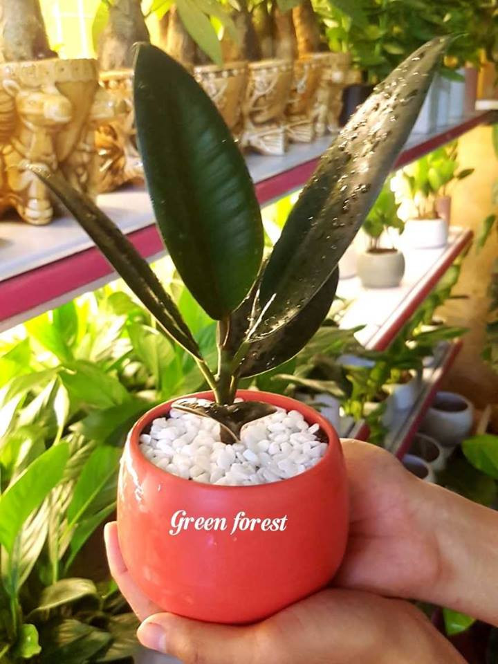 Ngoài ra, đa búp đỏ còn có tác dụng hút khí độc trong nhà, cải thiện không gian sống tốt hơn. Ảnh: Facebook.