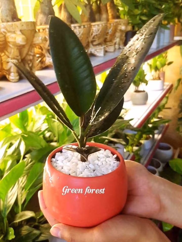 Ngoài ra, đa búp đỏ còn có tác dụng hút khí độc trong nhà, cải thiện không gian sống tốt hơn. Ảnh: Facebook.