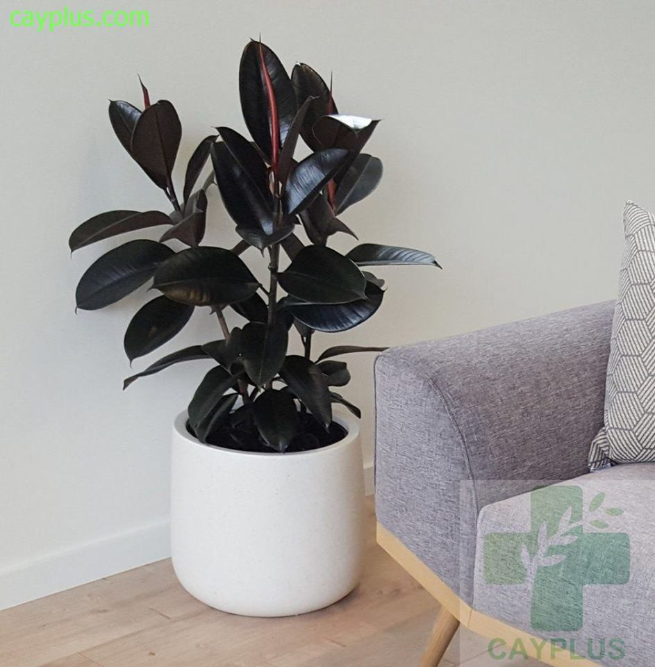 Lá non có màu đỏ pha chút xanh, búp bao chồi dạng lớn có màu đỏ đẹp mắt. Ảnh: Cayplus.