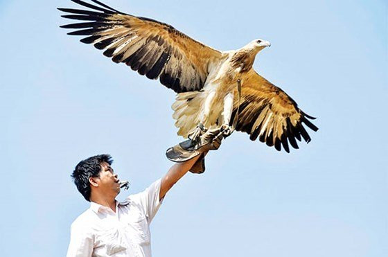 Được mệnh danh là vua của các loài chim, vài năm gần đây, chim đại bàng trở thành thú chơi được ưa chuộng tại Việt Nam. Ảnh: Daututaichinh.