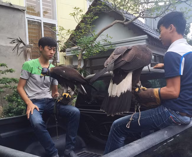 Tuy nhiên, chỉ cách đây khoảng 2 năm, để sở hữu chim đại bàng, người chơi phải bỏ ra vài chục triệu đến hàng trăm triệu đồng. Ảnh: Dân Việt.