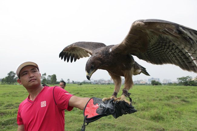 Theo một số người chơi, hiện tại giá chim đại bàng đã hạ "nhiệt", còn khoảng vài trăm nghìn đồng/con non. Ảnh: Dân Việt.