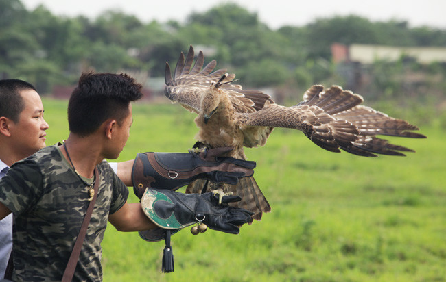 Người nuôi cũng hạn chế cho đại bàng ăn đồ lạnh hay ôi thiu vì chim có thể bị tiêu chảy. Ảnh: Dân Việt.