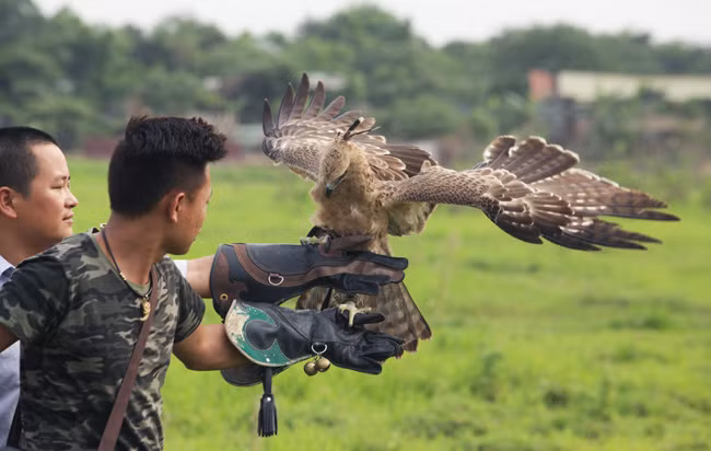 Người nuôi cũng hạn chế cho đại bàng ăn đồ lạnh hay ôi thiu vì chim có thể bị tiêu chảy. Ảnh: Dân Việt.