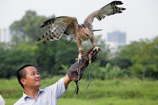 Thức ăn của loài chim đại bàng thường là thịt, đặc biệt là thịt có xương như chim cút, bồ câu, thỏ...Ảnh: Dân Việt.