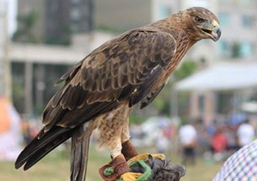 Không chỉ đầu tư tốn kém, việc chăm sóc và huấn luyện chim đại bàng cũng tốn nhiều thời gian và tiền bạc. Ảnh: Cand.