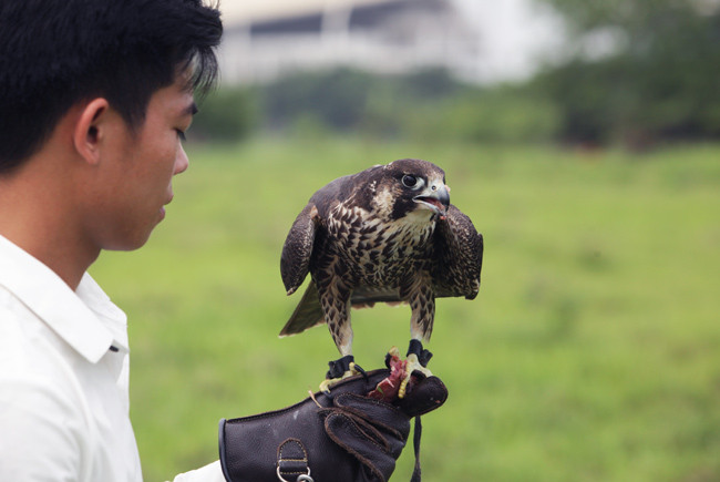 Thêm nữa, để ngăn trạng đại bàng bị nhiễm bệnh, người chơi phải rửa sạch miệng và chân cho đại bàng mỗi khi ăn xong. Ảnh: Dân Việt. Video: Những khoảnh khắc bình yên với thú chơi chim cảnh. Nguồn: VTC14.
