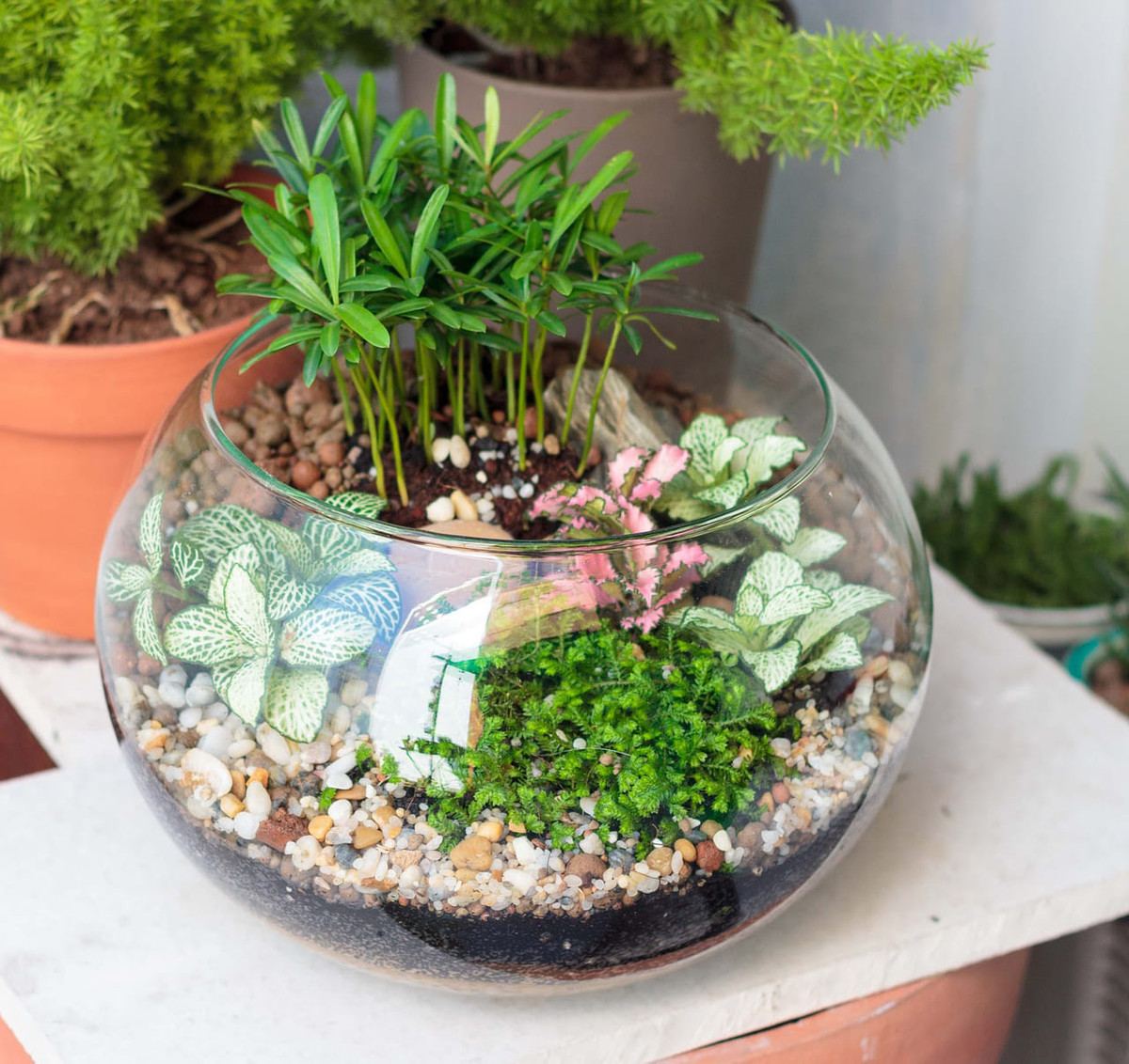 Cây trồng trong bình thủy tinh khả năng khếch đại ánh nắng lớn. Vì vậy, chỉ nên bình ở nơi thoáng mát, có ánh nắng nhẹ tránh ánh nắng gắt. Ảnh: CayCanhHaNoi.