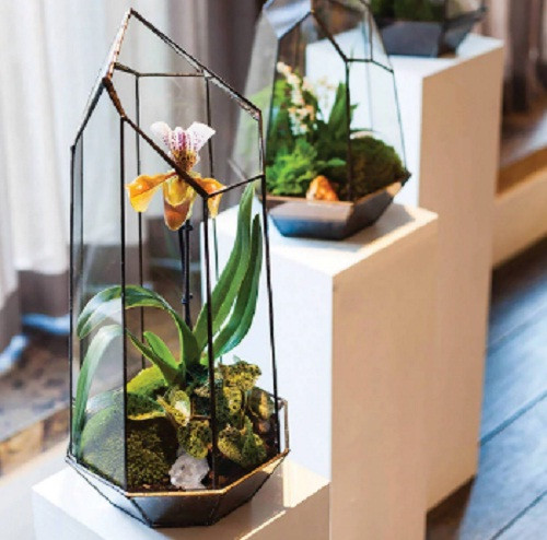 Thậm chí, hoa lan cũng có thể trồng trong chậu thủy tinh. Ảnh: Notonthehighstreet.