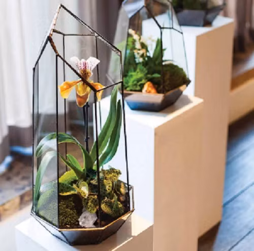 Thậm chí, hoa lan cũng có thể trồng trong chậu thủy tinh. Ảnh: Notonthehighstreet.