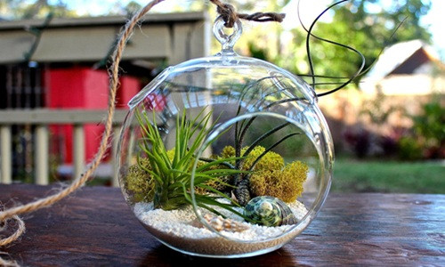 Tiểu cảnh mini trong lọ thủy tinh được giới trẻ cực kỳ yêu thích, nhất là dân văn phòng. Ảnh: Air Plant.