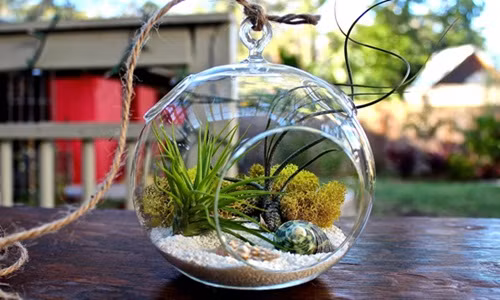 Tiểu cảnh mini trong lọ thủy tinh được giới trẻ cực kỳ yêu thích, nhất là dân văn phòng. Ảnh: Air Plant.