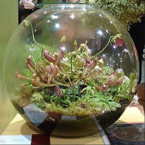 Nhờ sự chăm sóc khéo léo, hoa vẫn bung nở đẹp mắt. Ảnh: Pattis.